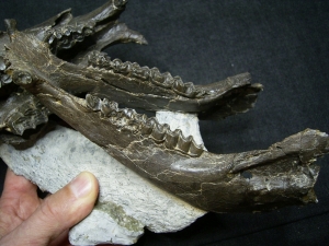 Horse ancestor Palaeotherium skull with jaw