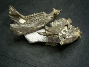 Horse ancestor Palaeotherium skull with jaw