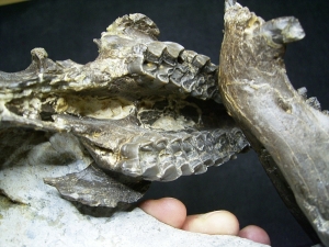 Horse ancestor Palaeotherium skull with jaw