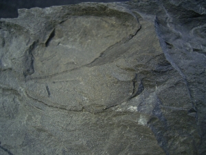 Placoderm Rhinopteraspis dunensis