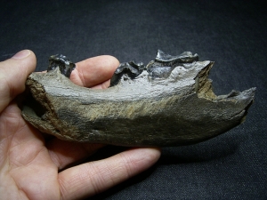 Hyänen Kiefer mit drei Zähnen