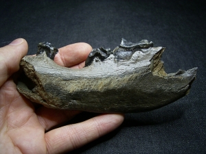 Hyena jaw with three teeth