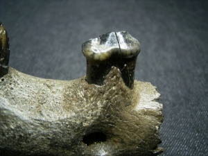 Hyena jaw with three teeth