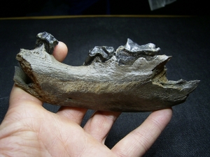 Hyena jaw with three teeth