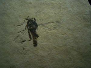 Insect Dwarf-Wasp Hymenoptera