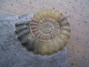 Promicroceras, Ammonit