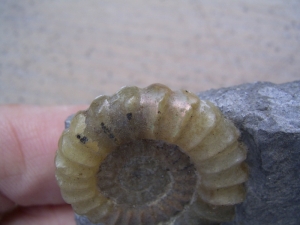 Promicroceras, Ammonite