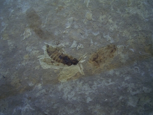 Insect lower cretaceous # 1