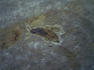 Insect lower cretaceous # 1