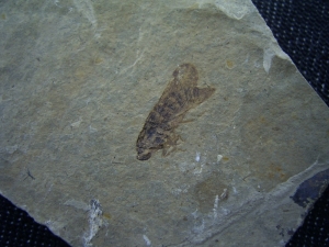 Insect lower cretaceous # 2