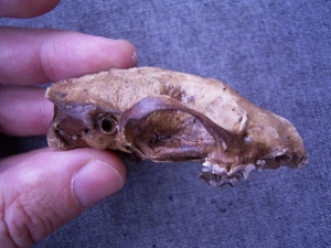 Skunk skull