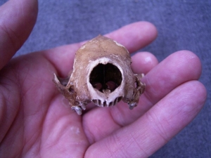 Skunk skull