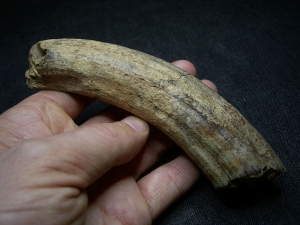 Hippopothamus antiquus tooth