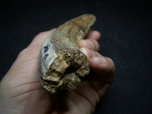 Hippopothamus antiquus tooth