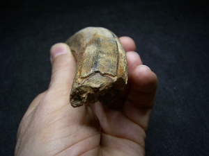 Hippopothamus antiquus tooth