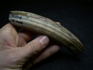 Hippopothamus antiquus tooth