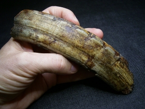 Hippopothamus antiquus tooth #2