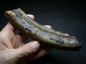 Hippopothamus antiquus tooth #2