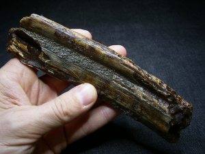 Hippopothamus antiquus tooth #2