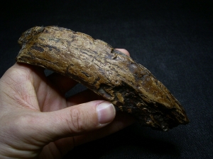 Hippopothamus antiquus tooth #2