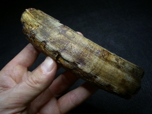 Hippopothamus antiquus tooth #2