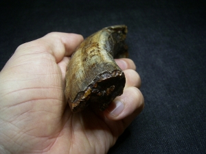 Hippopothamus antiquus tooth #2
