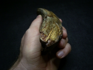 Hippopothamus antiquus tooth #2