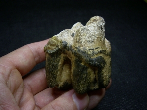 Hippopothamus antiquus molar