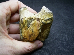 Hippopothamus antiquus molar