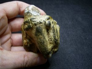 Hippopothamus antiquus molar