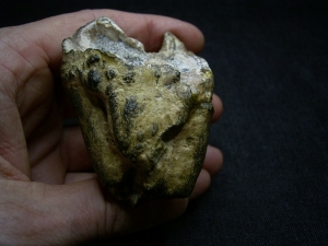 Nilpferd Molar - Hippopothamus antiquus