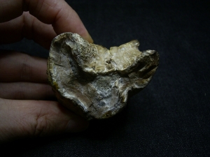 Nilpferd Molar - Hippopothamus antiquus