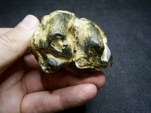 Nilpferd Molar - Hippopothamus antiquus