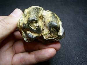 Hippopothamus antiquus molar