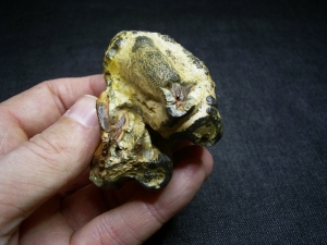 Nilpferd Molar - Hippopothamus antiquus