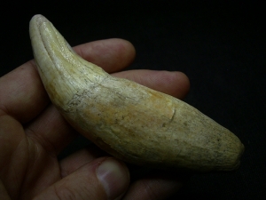 Fang of Panthera spelaea