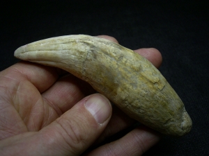 Fang of Panthera spelaea