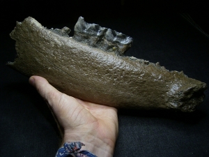 Early Rhinoceros jaw - Stephanorhinus kirchbergensis