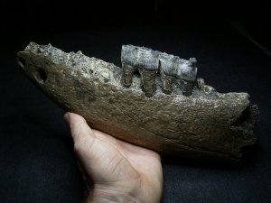 Early Rhinoceros jaw - Stephanorhinus kirchbergensis