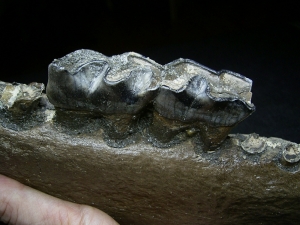 Early Rhinoceros jaw - Stephanorhinus kirchbergensis
