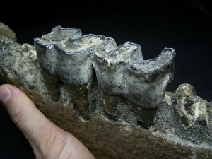 Early Rhinoceros jaw - Stephanorhinus kirchbergensis