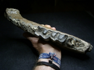 Early Rhinoceros jaw - Stephanorhinus kirchbergensis