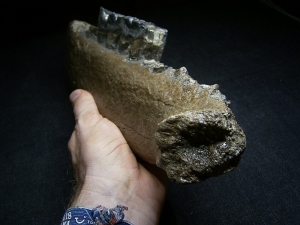 Early Rhinoceros jaw - Stephanorhinus kirchbergensis