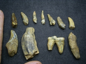 Höhlenbär Zähne - Lot