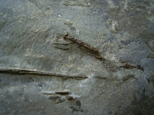 Frosch Fossil aus dem Miozän