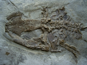 Frog fossil miocene age