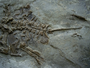Frog fossil miocene age
