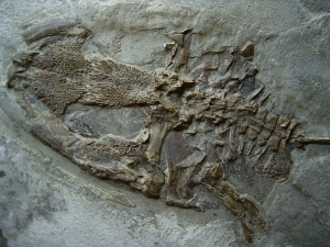 Frosch Fossil aus dem Miozän