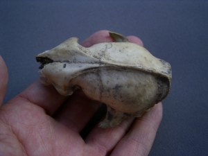 Marten skull, Pleistocene age