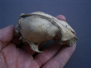 Marten skull, Pleistocene age